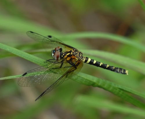 Female
2012_05_04_Chesterfield_SC